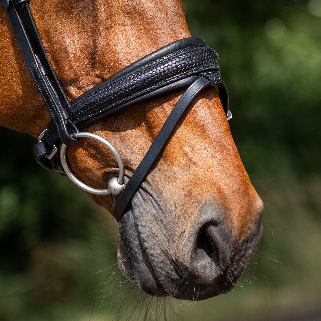 L'Anique Neusriem Noire