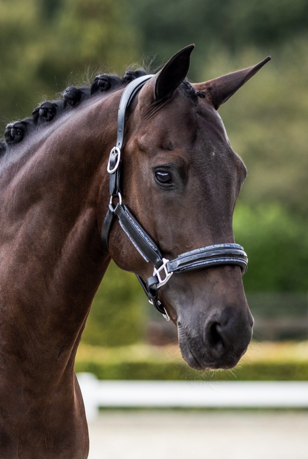Lederen Halster Royal