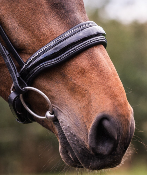 L'Anique Neusriem Cavalier