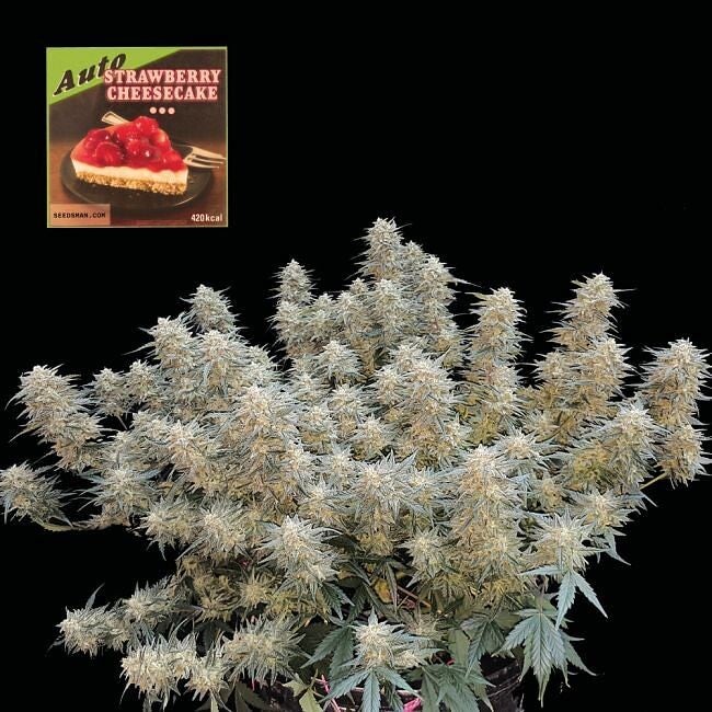 Seedsman Seeds / Strawberry Cheesecake Auto Feminised Seeds