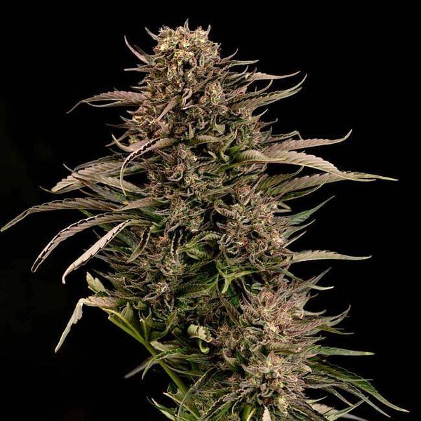 Seedsman Seeds / Fatso GMO F1 Auto Feminised Seeds