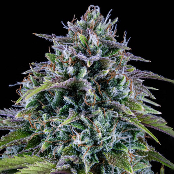 Mephisto Genetics 24 Carat 3 Stück