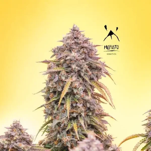 Mephisto Genetics / 3 Bears OG Auto 3 Fem Seeds