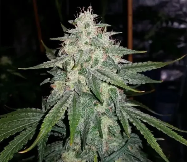 Mephisto Genetics / 4 Assed Monkey  3 Seeds