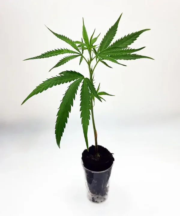 Platinum Chunk Cookies / Steckling