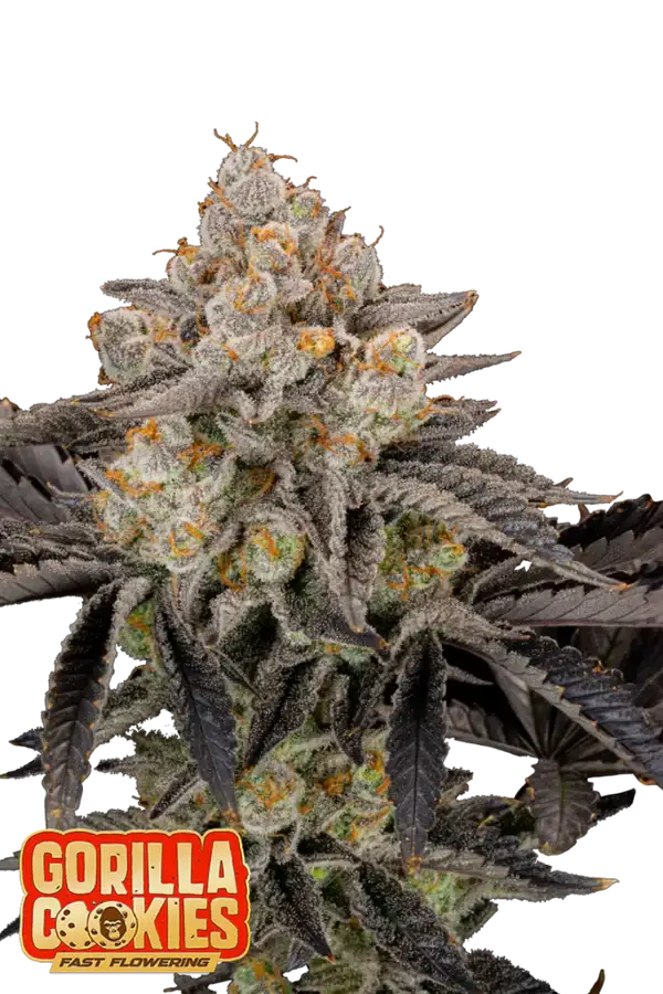Gorilla Cookies Auto / 420 Fast Buds