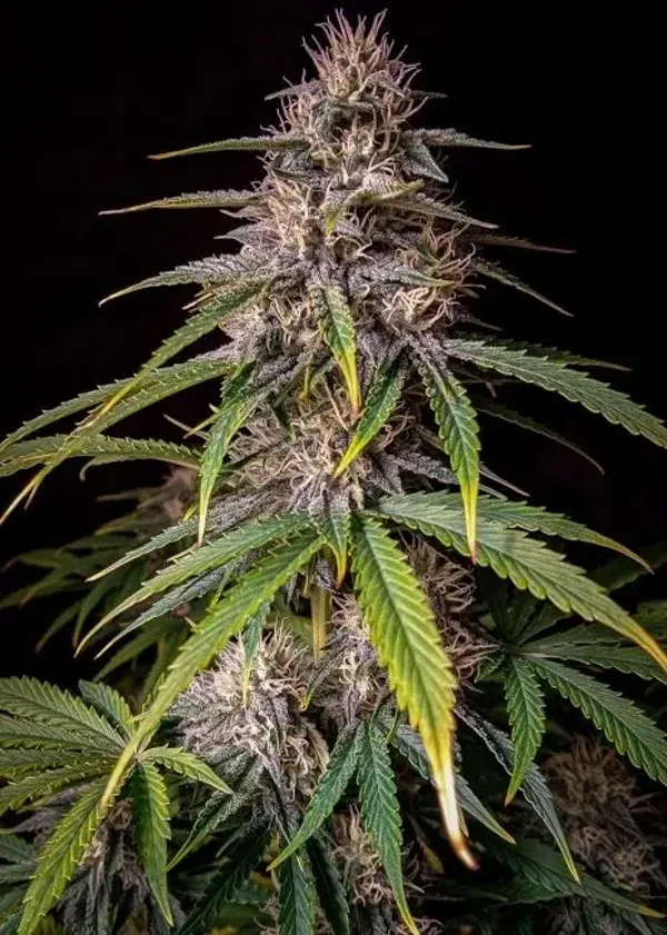 Mephisto Genetics / Alien vs. Triangle Auto 3 Fem Seeds