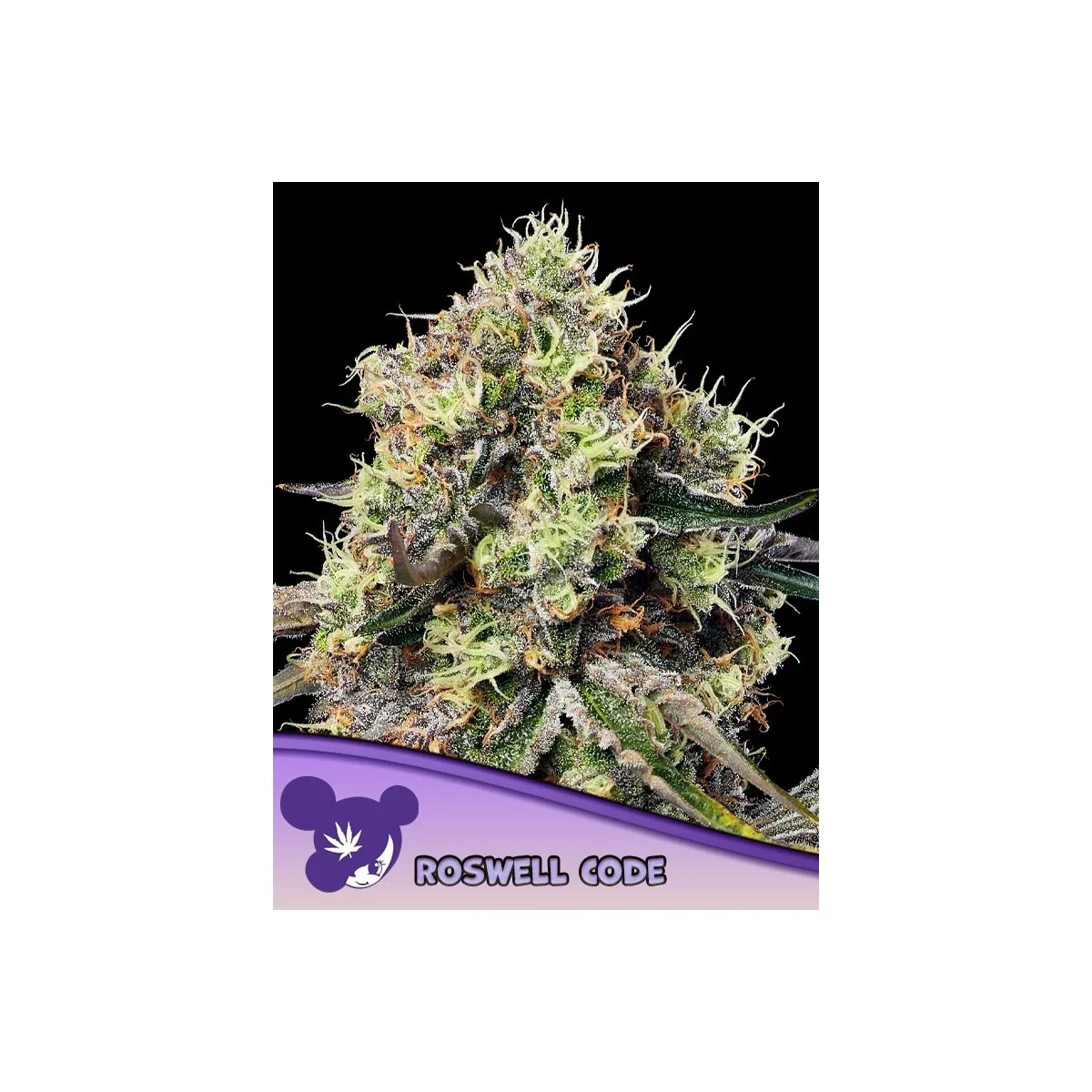 Roswell Code / Anesia Seeds