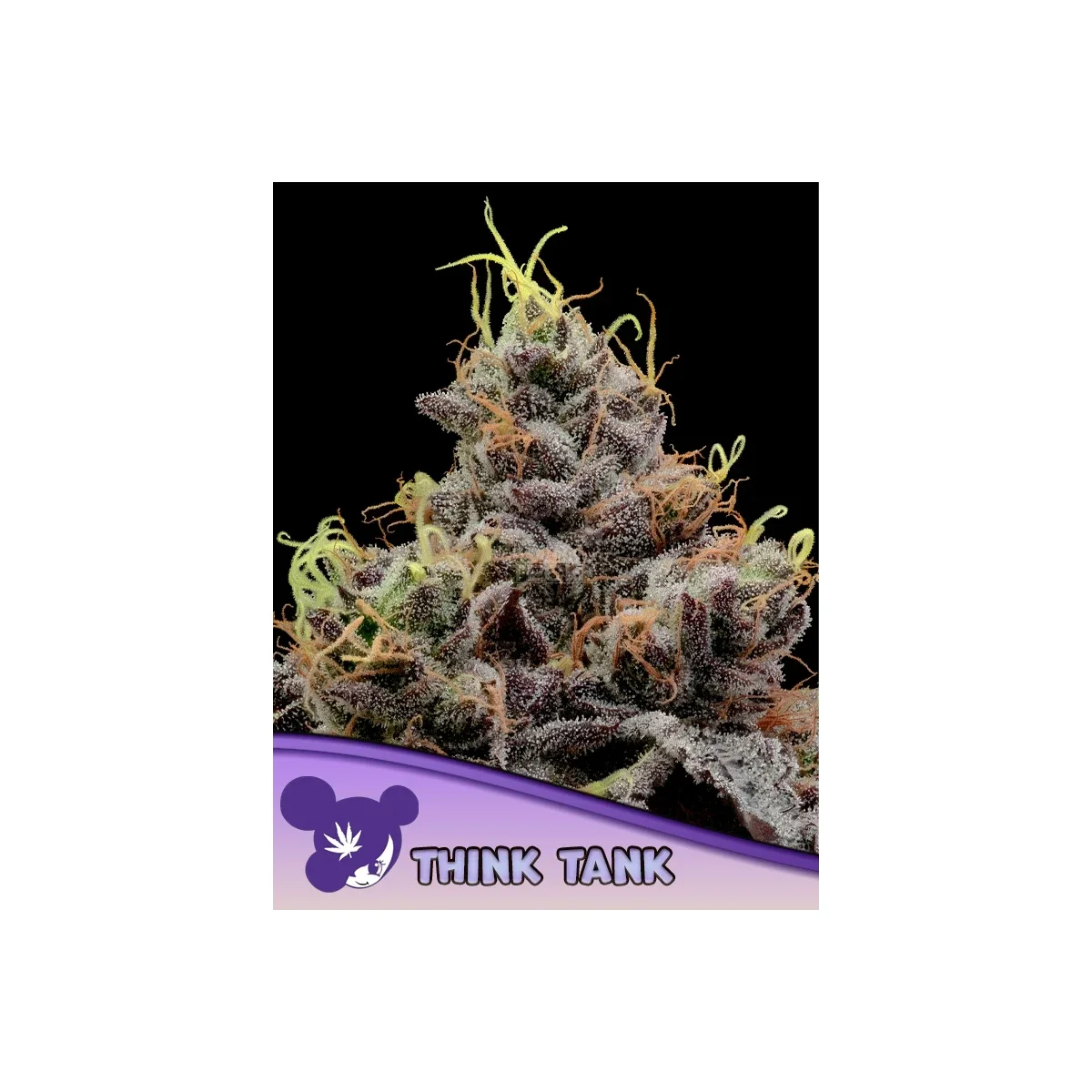 Think Tank Fem / Anesia Seeds