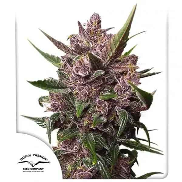Auto Blackberry Kush / Dutch Passion Seeds