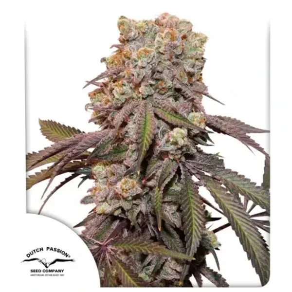 Auto Candy Bubatz XL / Dutch Passion Seeds