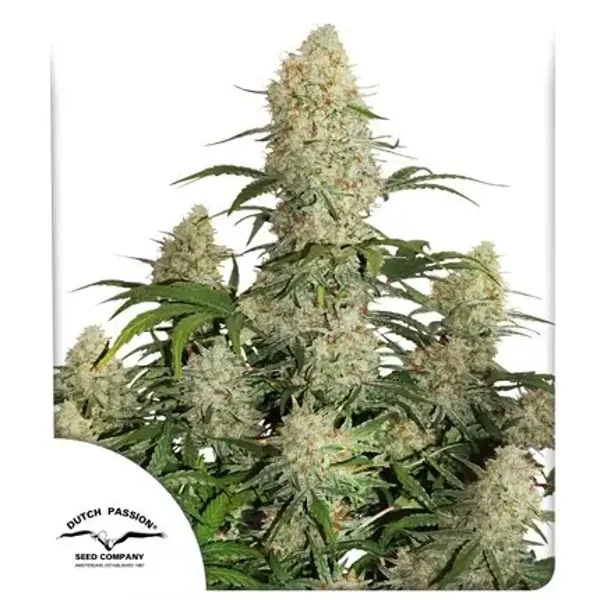 Auto Critical Orange Punch / Dutch Passion Seeds