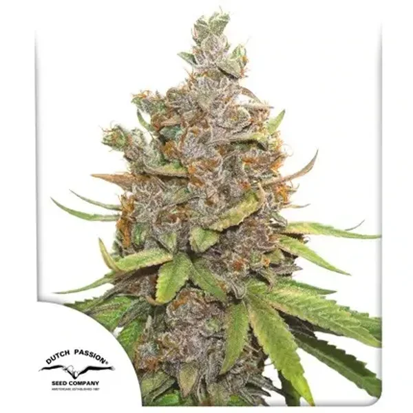 Auto Glueberry O.G. / Dutch Passion Seeds