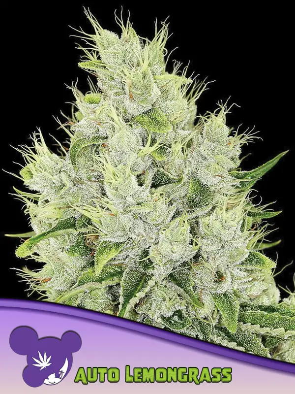 Lemongrass Auto / Anesia Seeds