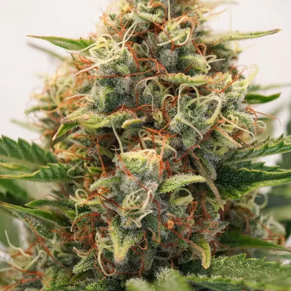 Auto Mac#1 / Dutch Passion Seeds