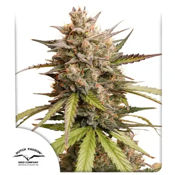 Auto Melonade Runtz / Dutch Passion Seeds