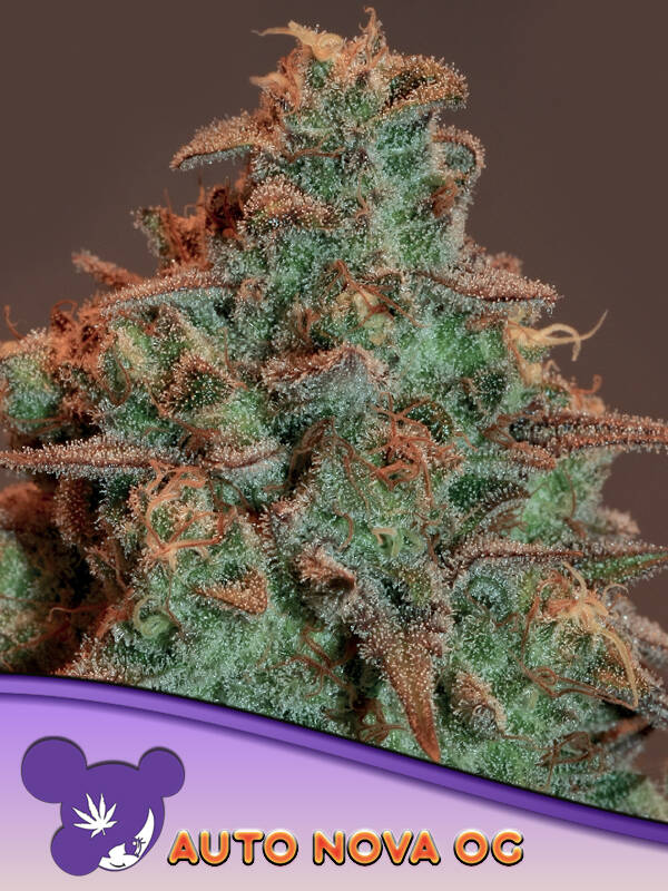 Auto Nova OG / Anesia Seeds