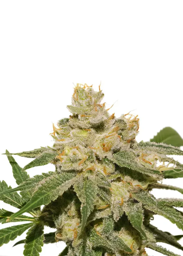 Auto Oh My Gusher / Dutch Passion Seeds