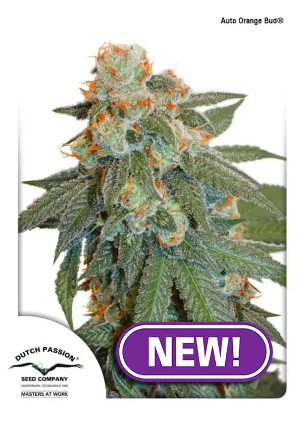 Auto Orange Bud / Dutch Passion Seeds