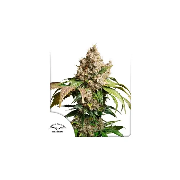 Auto Red Tropicana Cookies / Dutch Passion Seeds