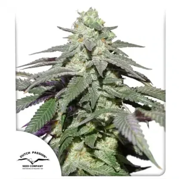 Auto Skywalker Haze / Dutch Passion Seeds