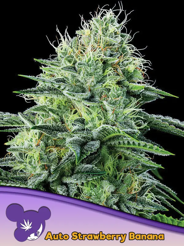 Strawberry Banana Auto / Anesia Seeds