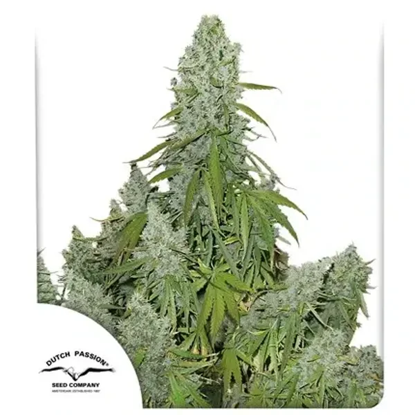 Auto Ultimate / Dutch Passion Seeds