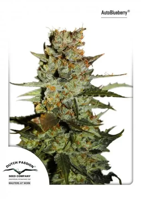 Auto Blueberry / Dutch Passion Seeds