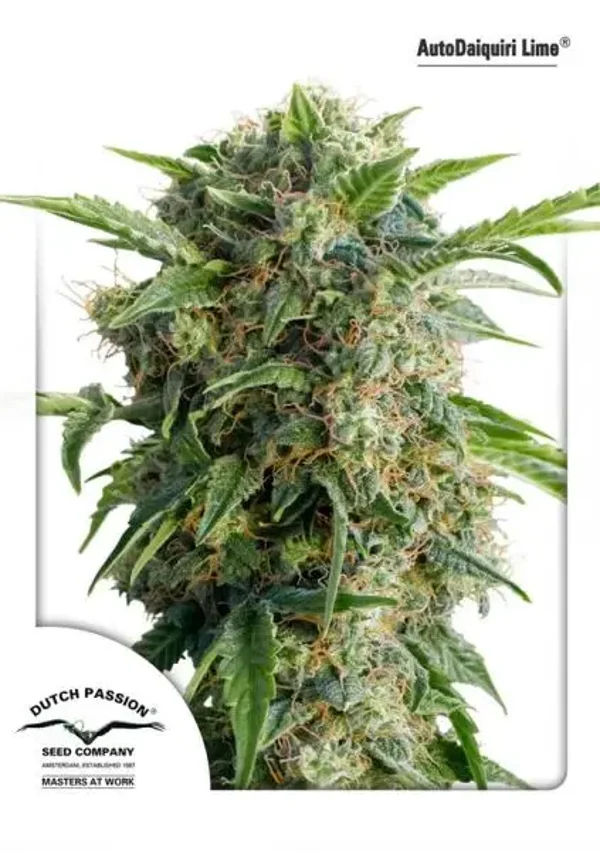 Auto Daiquiri Lime / Dutch Passion Seeds