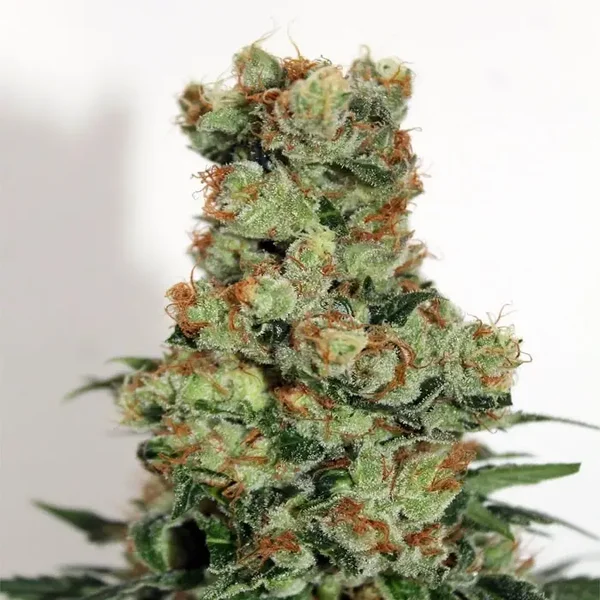 Ripper Seeds / Bad Azz! Fem Seeds