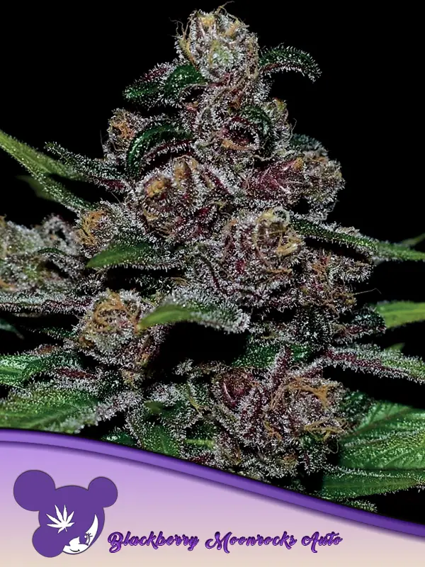 Blackberry Moonrocks Auto / Anesia Seeds
