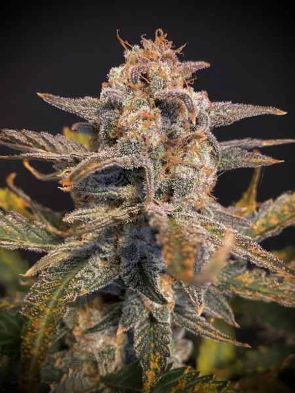 Mephisto Genetics / Sweet n`Sour Auto  3 Seeds