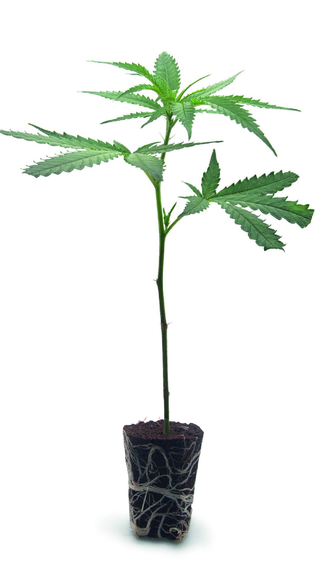 Blue Cheese Steckling