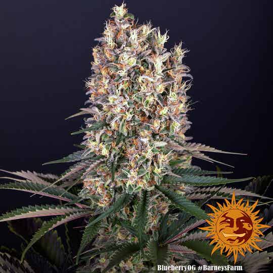 Blueberry OG Fem / Barney`s Farm