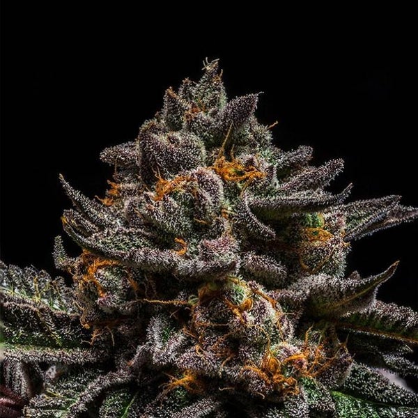 Ripper Seeds Brain Cake Fem Seeds