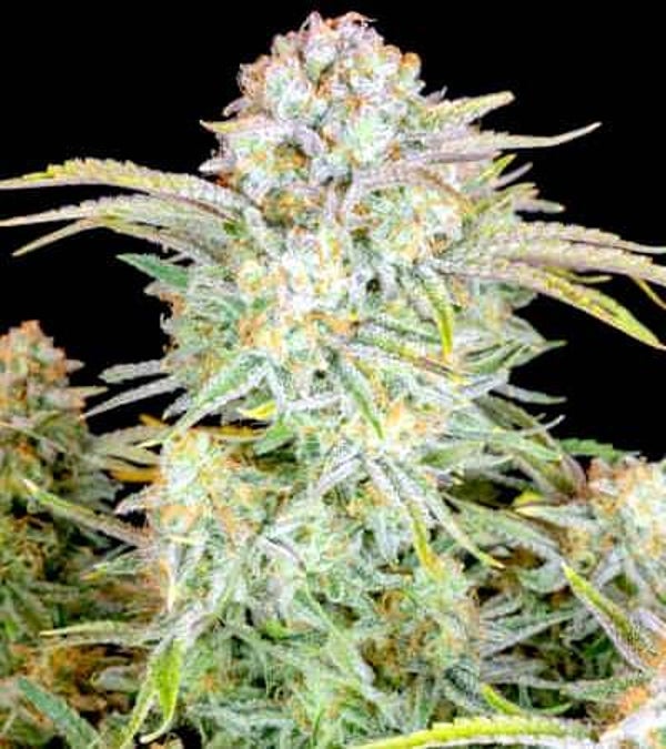 Bruce Banner Auto / 420 Fast Buds