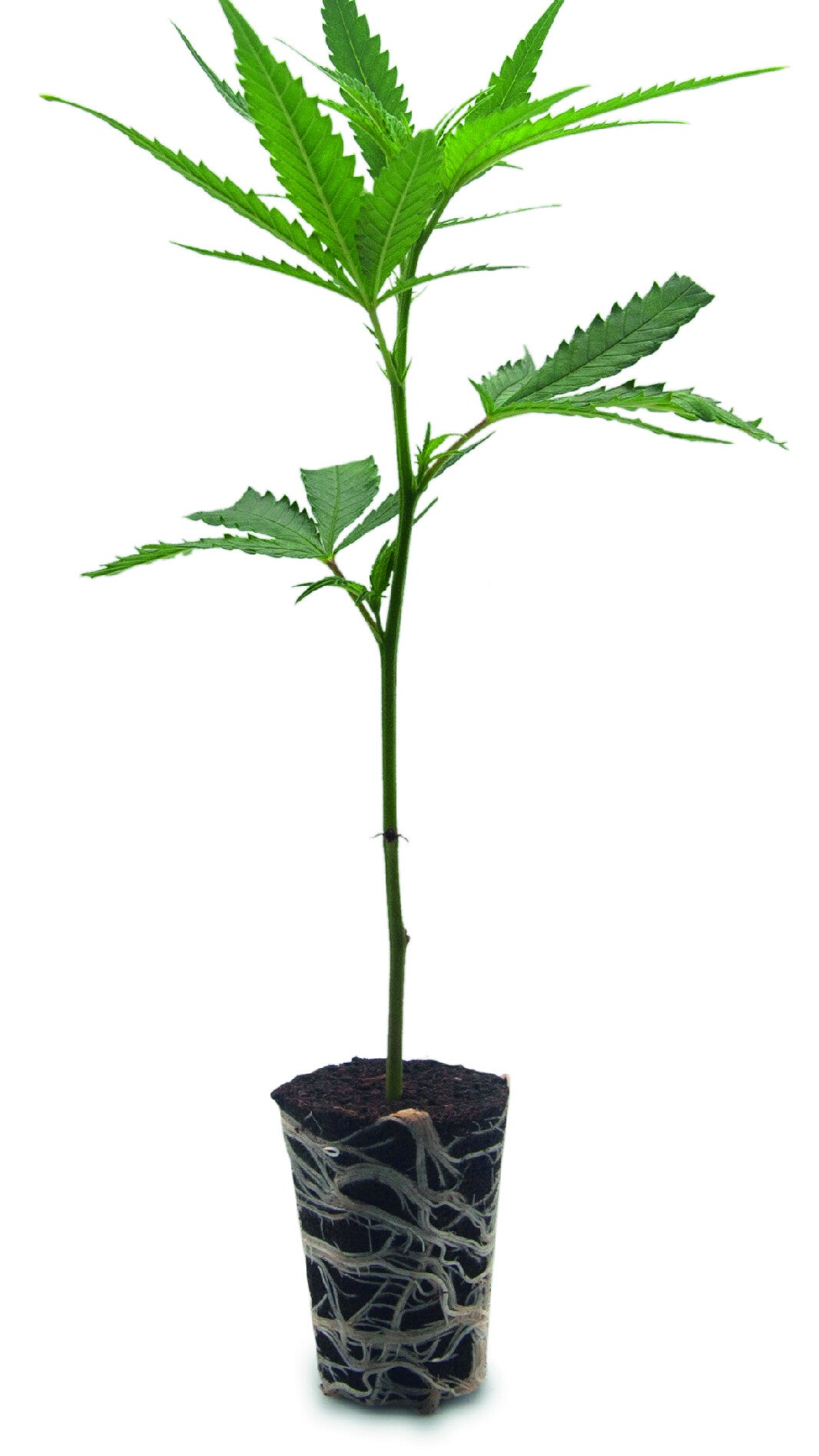 Bubba Kush Steckling