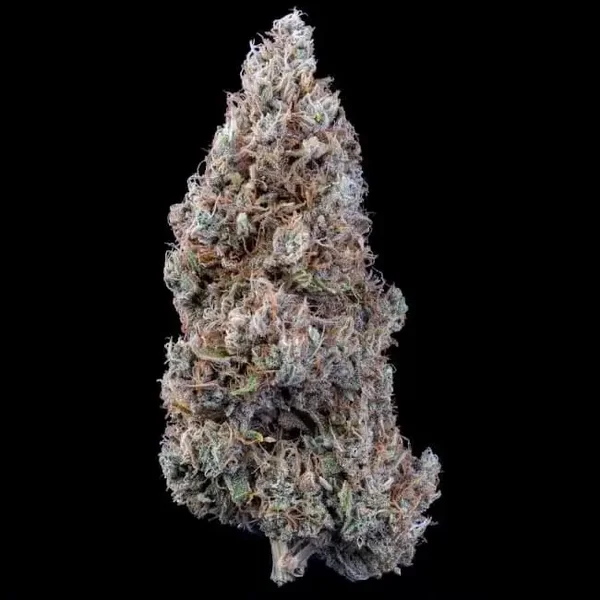 Mephisto Genetics / Bubbasquanch Auto 3 Seeds