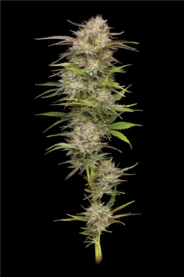 California Haze / Humboldt Seeds