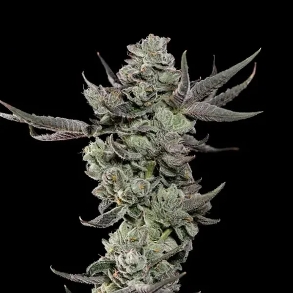 Wizard Tree Seeds / Cali Tings