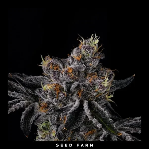 Fiestaz 6 stück / Wizard Trees