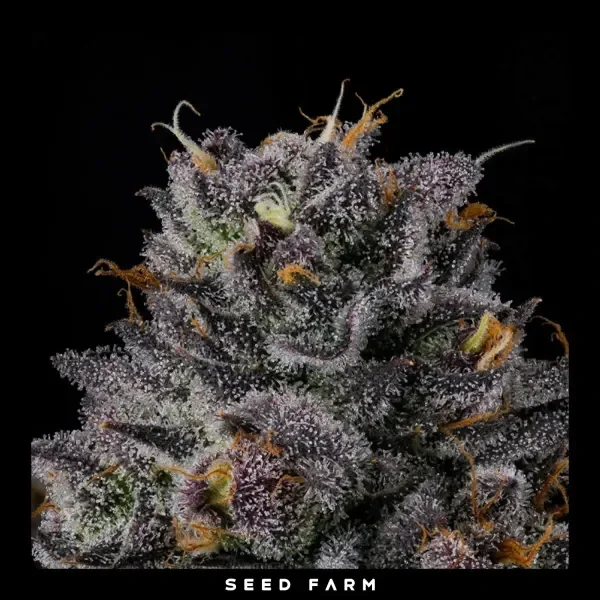 Route 65 6 Stück / Wizard Trees