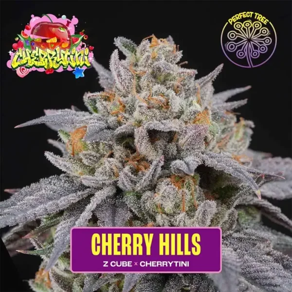 Perfect Tree Cherry Hills Fem 6 Seeds