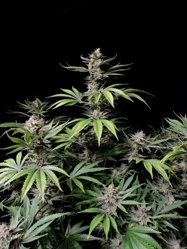 Cherry Cola Auto / 420 Fast Buds