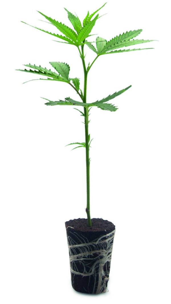 Cookies & Cream Steckling