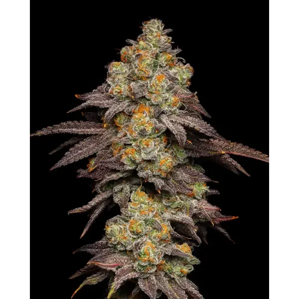 Cookies Seed Bank / Big Z