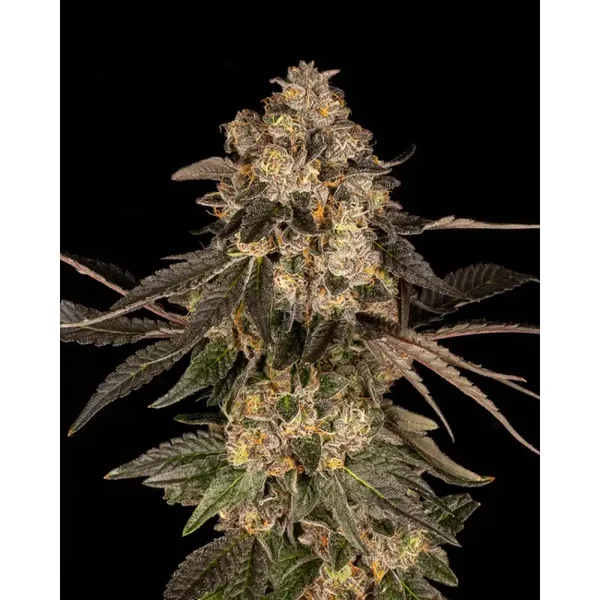 Cookies Seed Bank / Cherry Fritter Fem