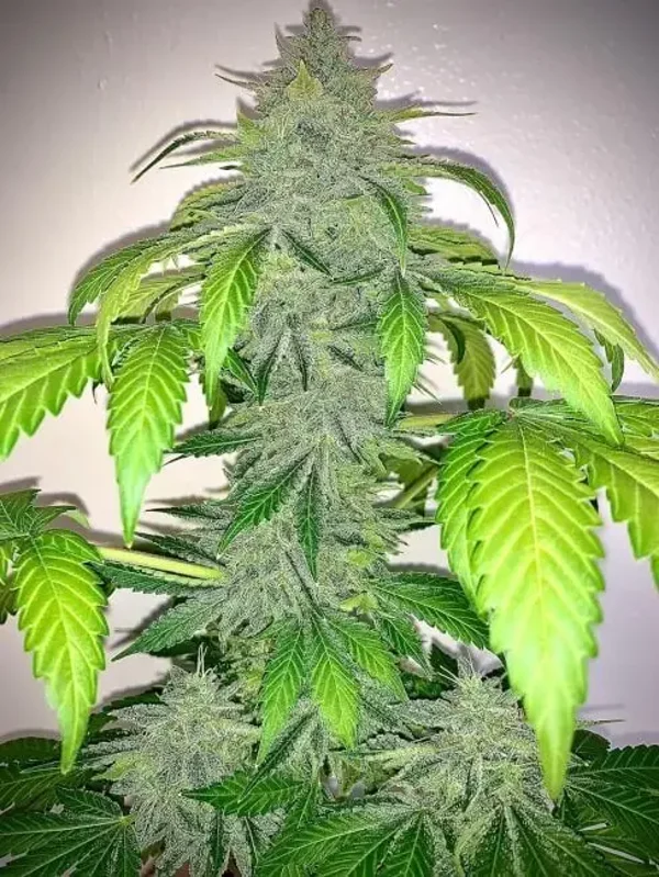 Mephisto Genetics / Deez Nuggs Auto 3 Seeds
