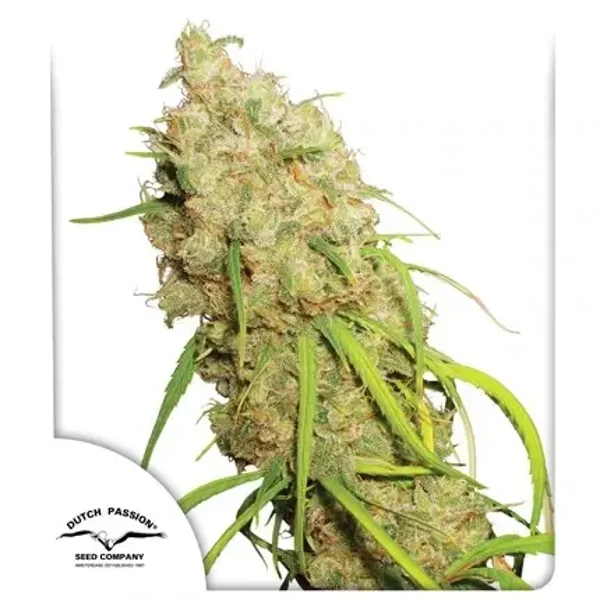 Desfran Fem / Dutch Passion Seeds