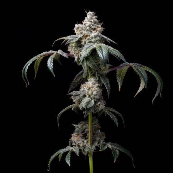 Dirty Diana / Cookies Seeds